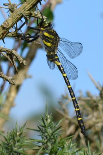 Cordulegaster boltonii